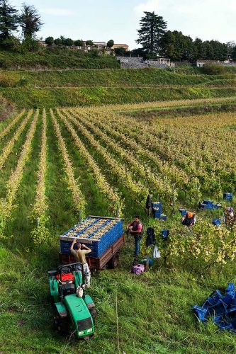 Milo (CT). Azienda Vinicola Barone di Villagrande